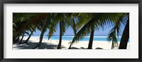 Framed Palm trees on the beach, Aitutaki, Cook Islands