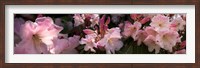 Framed Close-up of pink rhododendron flowers