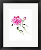 Framed Peonies in Pink IV