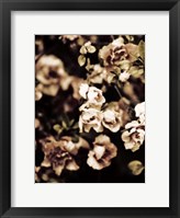 Romantic Roses I Framed Print