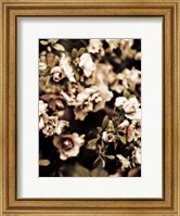 Framed Romantic Roses II