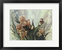 Framed Hadfield Irises II