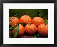 Satsuma Tangerines II Framed Print
