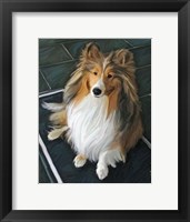 Framed Sheltie Bred to Bark