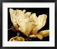 Buttercream Magnolia II Framed Print
