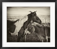 Framed Kissing Horses II