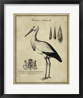 Framed Antiquarian Stork