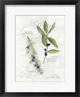 Bay Leaf & Juniper Framed Print