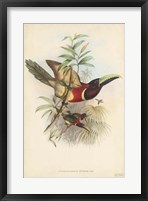 Framed Tropical Toucans III