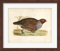 Framed Morris Pheasants I