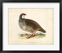 Framed Morris Pheasants II