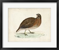 Framed Morris Pheasants IV