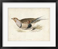 Framed Morris Pheasants V