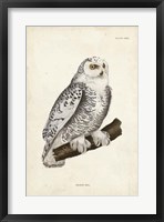 Framed Snowy Owl