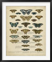 Framed Tabula de Papilio