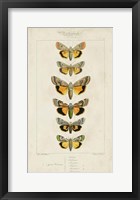 Pauquet Butterflies I Framed Print