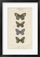 Pauquet Butterflies V Framed Print