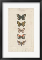 Pauquet Butterflies VI Framed Print