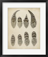 Framed Vintage Feathers I