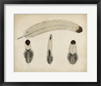 Framed Vintage Feathers V