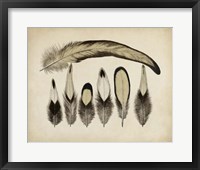 Framed Vintage Feathers VII