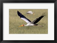 Framed Yellow-billed stork flying above a field