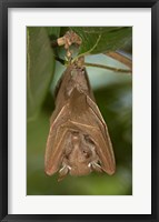 Framed Close-up of a bat hanging from a branch, Lake Manyara, Arusha Region, Tanzania