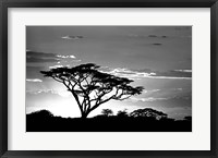 Framed Silhouette of Trees in Black and White, Ngorongoro Conservation Area, Arusha Region, Tanzania