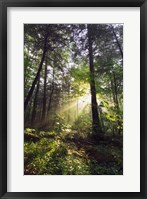 Framed Sunbeams in dense forest, Great Smoky Mountains National Park, Tennessee, USA.