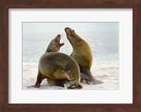 Framed Two Galapagos sea lions (Zalophus wollebaeki) on the beach, Galapagos Islands, Ecuador