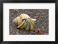 Framed Close-up of a Hermit crab (Coenobita clypeatus), Galapagos Islands, Ecuador