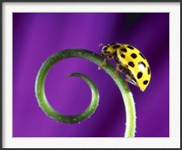 Framed Side view close up of yellow ladybug sitting on a green curlicue shaped leaf