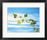 Framed Green vine floating in blue water