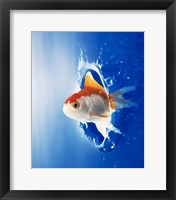 Framed Orange, yellow and white fish flying through water splash