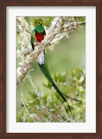 Framed Close-up of Resplendent quetzal (Pharomachrus mocinno) perching on a branch, Savegre, Costa Rica