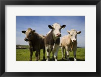 Framed Cattle, County Waterford, Ireland