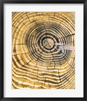 Framed Age Rings of Tree Trunk