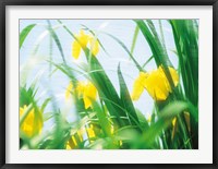 Framed Yellow flowers with grass an sky