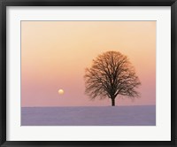 Framed Sunset view of single bare tree