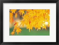 Framed Yellow Maple Leaves, Autumn