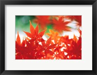 Framed Red Maple Leaves