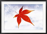 Framed Red Maple Leaf against White Background