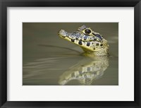 Framed Close-up of a caiman in lake, Pantanal Wetlands, Brazil