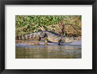 Framed Yacare caiman at riverbank, Three Brothers River, Meeting of the Waters State Park, Pantanal Wetlands, Brazil
