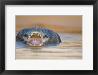 Framed Yacare caiman in a river, Three Brothers River, Meeting of the Waters State Park, Pantanal Wetlands, Brazil