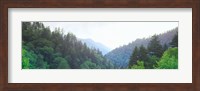 Framed Trees with a mountain range in the background, Great Smoky Mountains National Park, Tennessee, USA