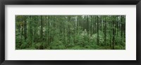 Framed Flowering Dogwood (Cornus florida) trees in a forest, Alaska, USA