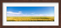 Framed Farm field Twin Falls ID USA