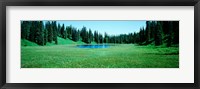 Framed Trees in a forest, Lakes, Alaska, USA