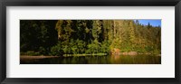 Framed Reflection of trees in a river, Smith River, Jedediah Smith Redwoods State Park, California, USA
